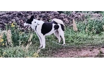 Продам Рел суку