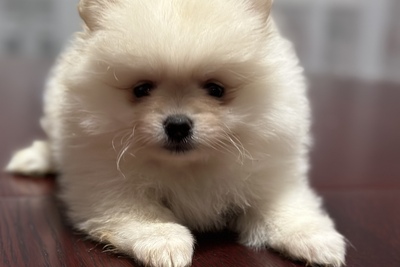 Померанский шпиц