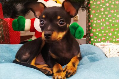 Русский той терьер