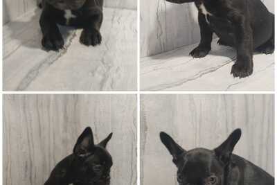 Французский бульдог