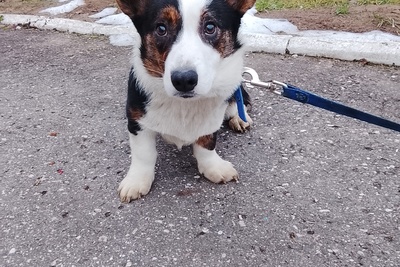 Шикарный красавчик вельш корги кардиган