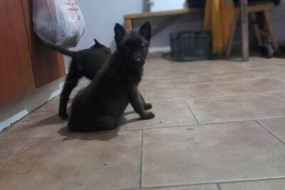 Щенки бельгийской овчарки малинуа