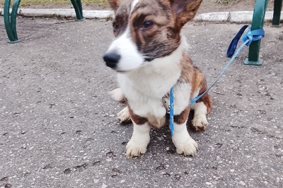 Мальчик корги кардиган