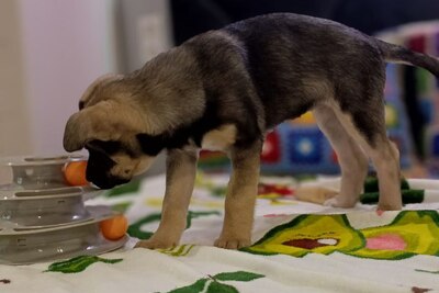 Щенок в дар