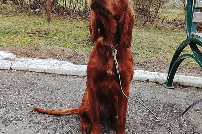 Девочка ирландского сеттера