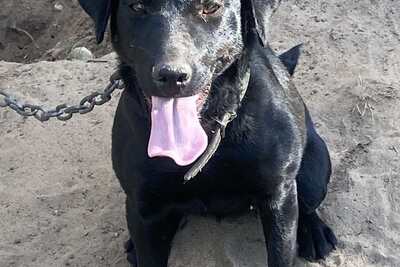 Паттердейл терьер