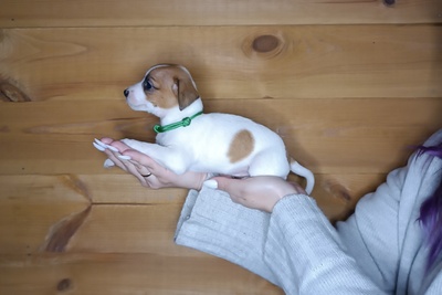 Щенки Джек Рассел терьера