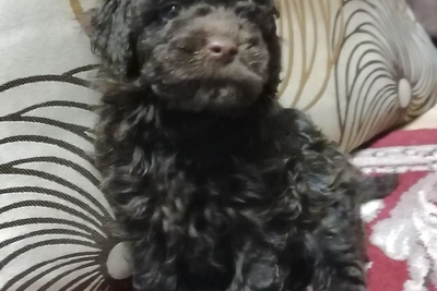 Щенки карликового пуделя