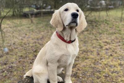 Щенки голден ретривера