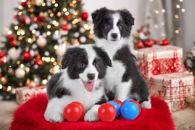 щенки бордер колли