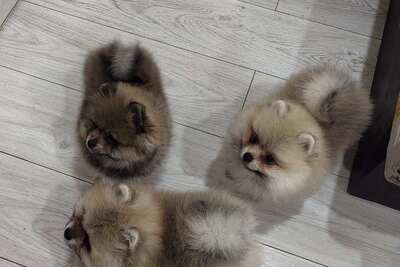 Девочки померанского шпица