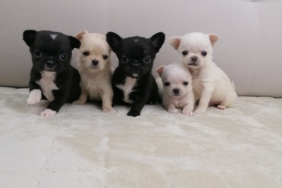 Мальчики Чихуахуа