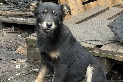 Щенок в дар!