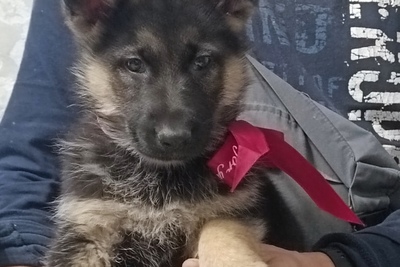 Немецкой овчарки щенки