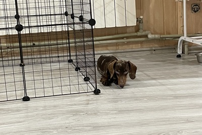 Парень кроличьей/миниатюрной таксы