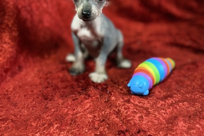 Щенки китайская хохлатая собака