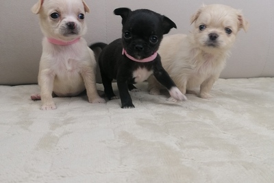Девочки Чихуахуа