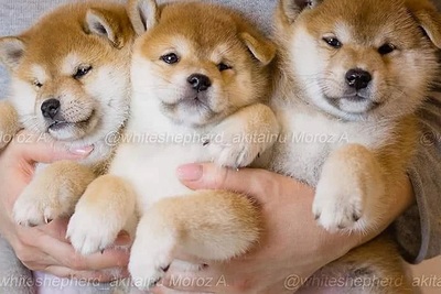 Шиба ( Сиба Ину ) щенки