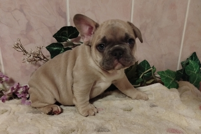 Милая девочка французский бульдог.