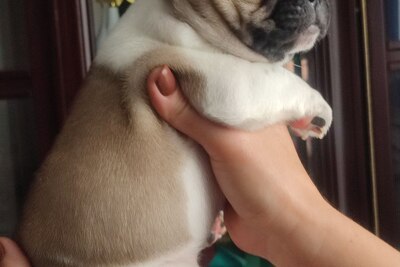 Щенок французского бульдога