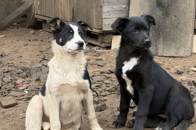 Щенки в дар!