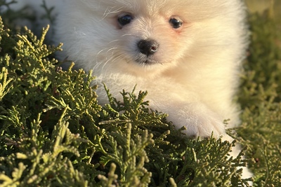 Померанский шпиц