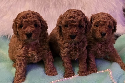 Щенки мальчики той и миниатюрного красного пуделя с родословной