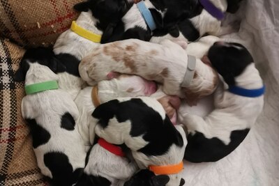 Щенки Русского Спаниеля (Русского Охотничьего Спаниеля (РОС)