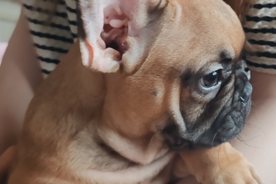 Две девочки от выставычных родителей