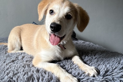 Щенок в дар