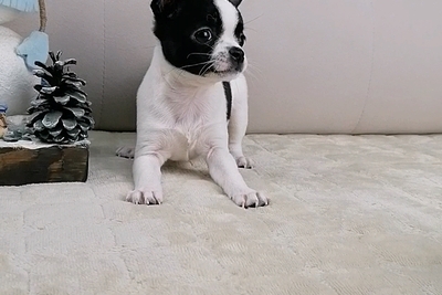 Девочка Чихуахуа