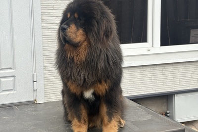 Шикарный Тибетский Мастиф