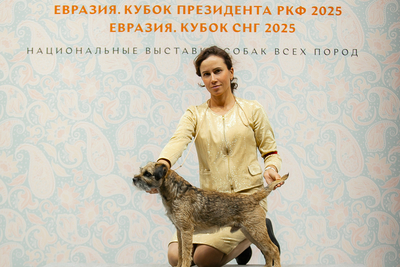 Бордер терьера щенки