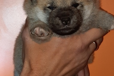 Сиба (Шиба) ину.