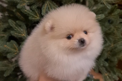 Щенки померанского шпица