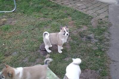 Щенки западносибирской лайки