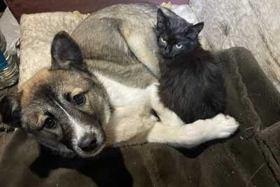 невероятная дружба - котёнок и щенок ищут семью