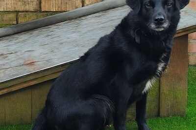 Осиротевший шнурок