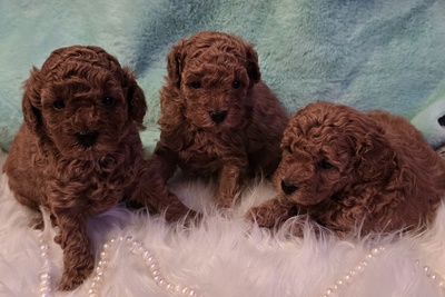 Щенки мальчики красного той пуделя с родословной