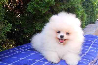 Щенки померанского шпица из питомника-медвежий тип.