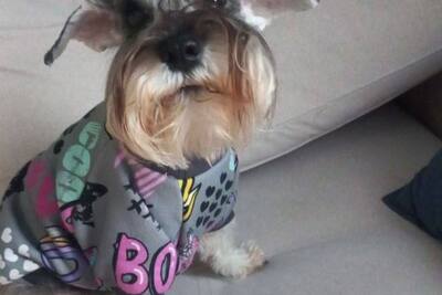 Ищем для вязки мальчика цвергшнауцера окрас перец с солью