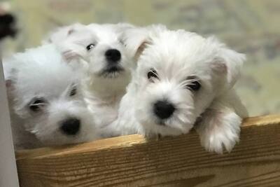 Щенки вест хайленд