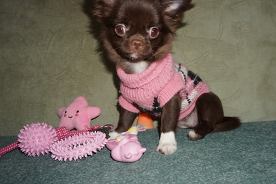 Девочка горький шоколад с насыщенным рыжим подпалом 3 мес , зубы 6х6,