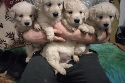 Щенки Золотистого Ретривера