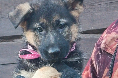 Немецкой овчарки щенки