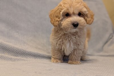 Самый крутой подарок мальтипу F1.