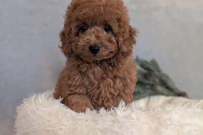 Щенки  пуделя с родословной