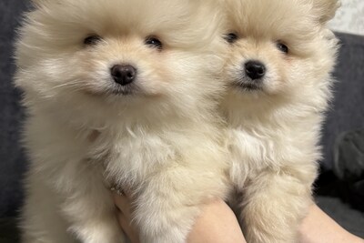 Продам щенков померанского шпица