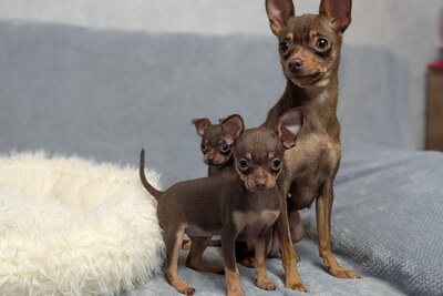 Русский гладкошерстный той терьер