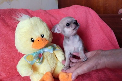 чихуахуа МИНИ малыш крутыш